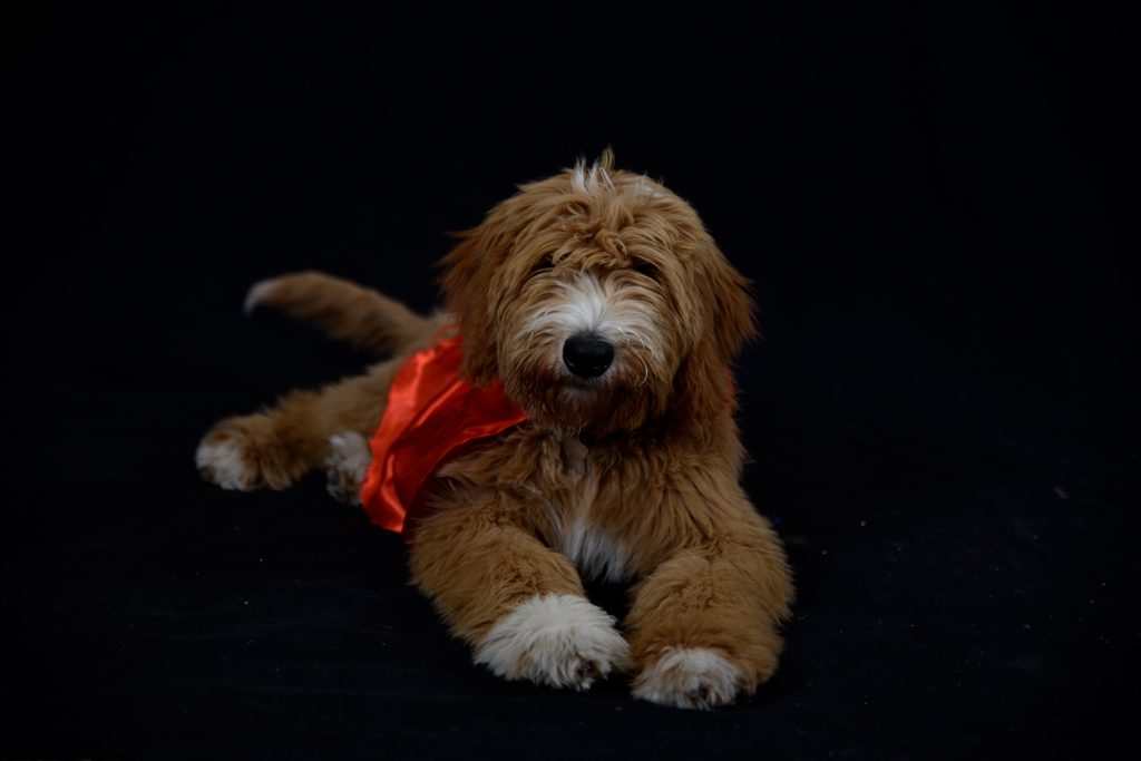 Pet Photography - Ellie