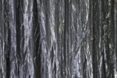 Metallic Bark