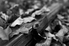 Autumn Blankets