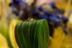 _DSC5571