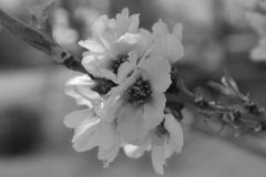IID-FA0063