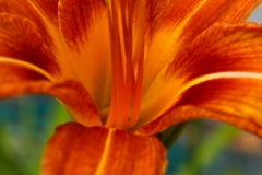 IID-FA0095