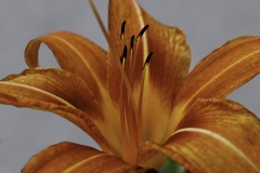 IID-FA0097