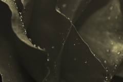 IID-FA0106