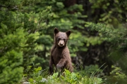 Bear Cub