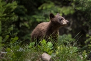 Bear Cub