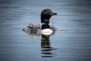 lonely loon