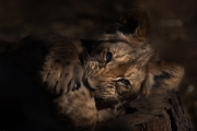 Lion Cub