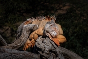 Green Iiguana