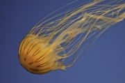 Jelly Fish