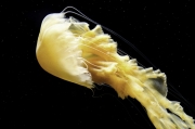 Jelly Fish