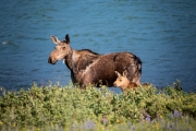 Mamma Moose and Calf