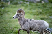 Bighorn Sheep