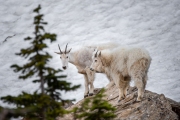 Mountain Goat