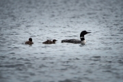 Loony Family