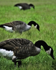 Geese Triplets