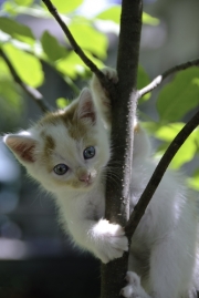 Kitten in a tree