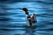 Loons-004