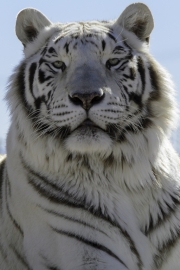 White Tiger