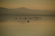 Pelicans