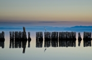 Egret at the Salton Sea