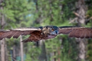 Silent Flyer