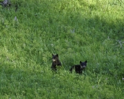 Black Bear Cubs at Yellowstone NP