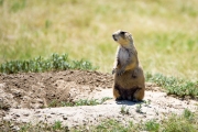 prairie dog