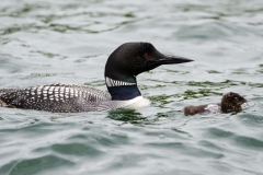 Loons-2015-003