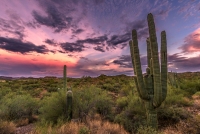 Saguaro Sunset