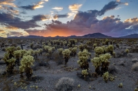 Cylindropuntia Sunset