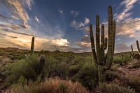 Saguaro Sunset