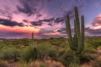 Saguaro Sunset