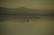 Salton Sea 006