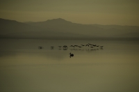 Salton Sea 006