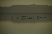 Salton Sea 007