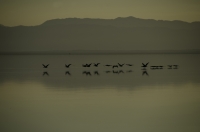 Salton Sea 007