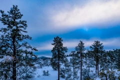 Prescott-Pine-Trees-Snow