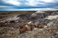 Petrified-Forest-Giant-Logs