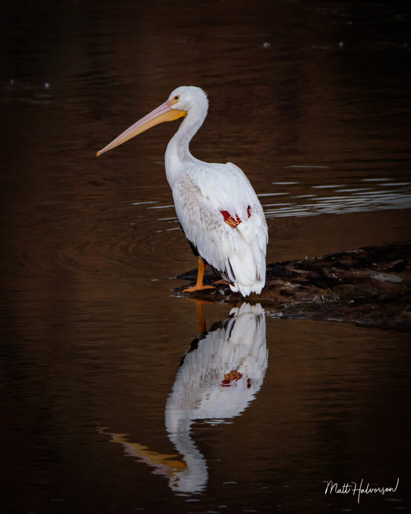 A photo still pelican with a mirror image reflection in the water. 