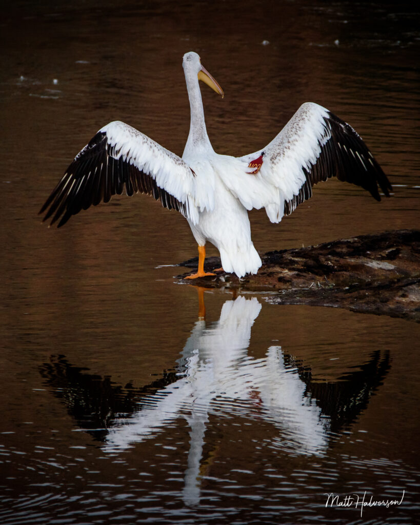 Pelican stretching its wings after fishing