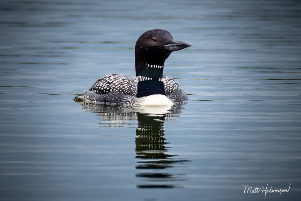 A single loon sits in blue waters with its reflection looking back up.
