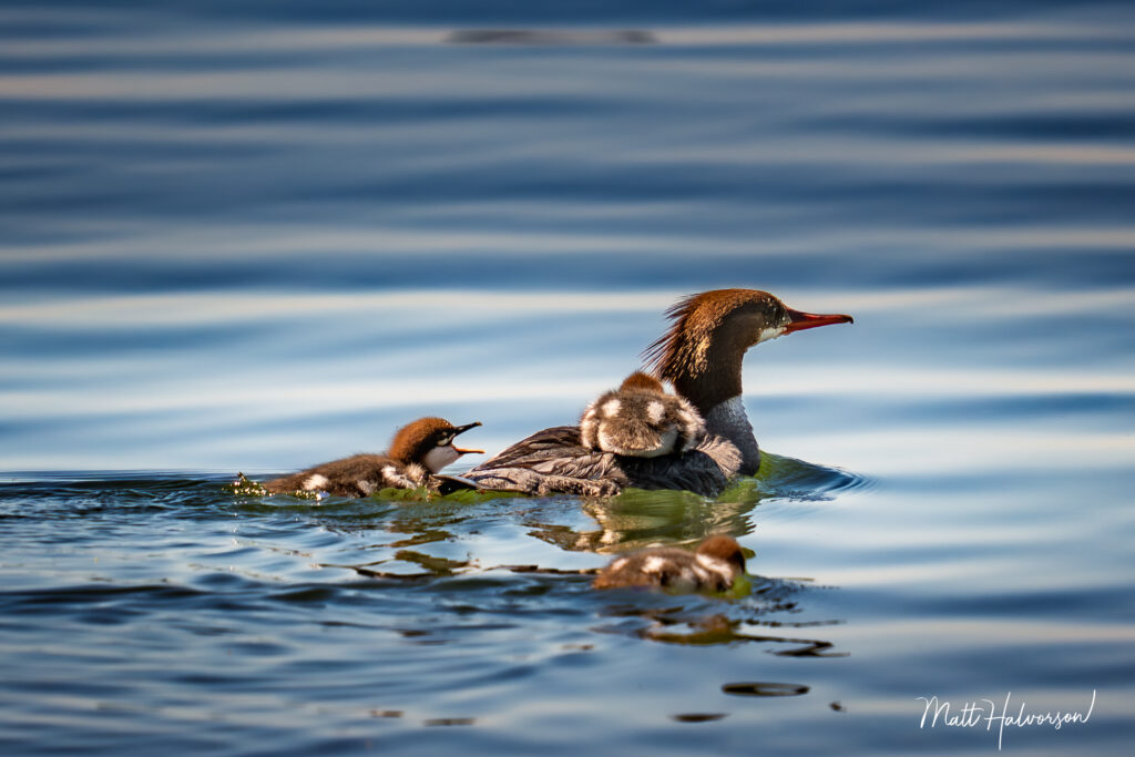 A baby chick calls out to to Mom so it can climb up on her back for a ride. 