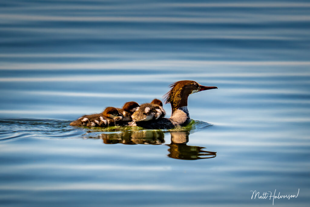 A female Common Merganser gives her three little ones the ultimate piggyback ride across the water. 