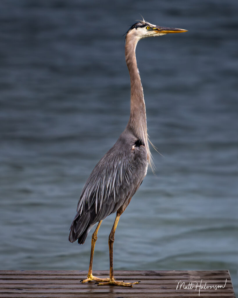 A majestic heron stands poised on a wooden deck, framed by a backdrop of calm water. Its slender neck and sharp beak create a striking profile against the soft, blurred background.