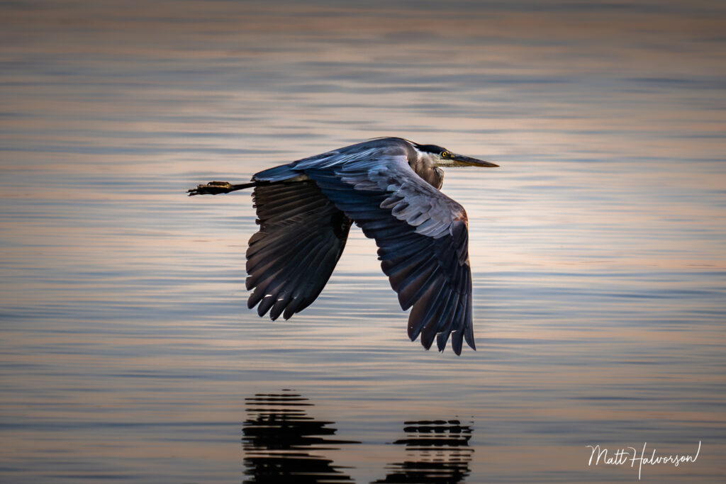 Great Blue Heron in flight over calm waters casting a reflection below. 