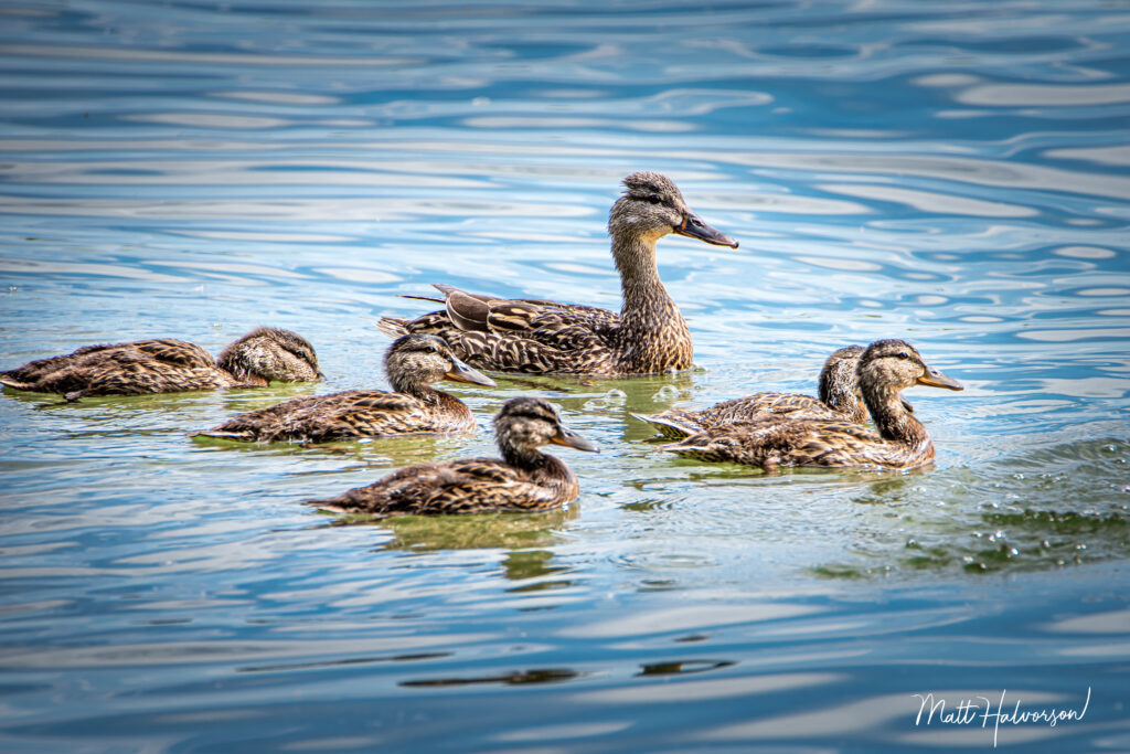mallard duck and her juvenile ducklings