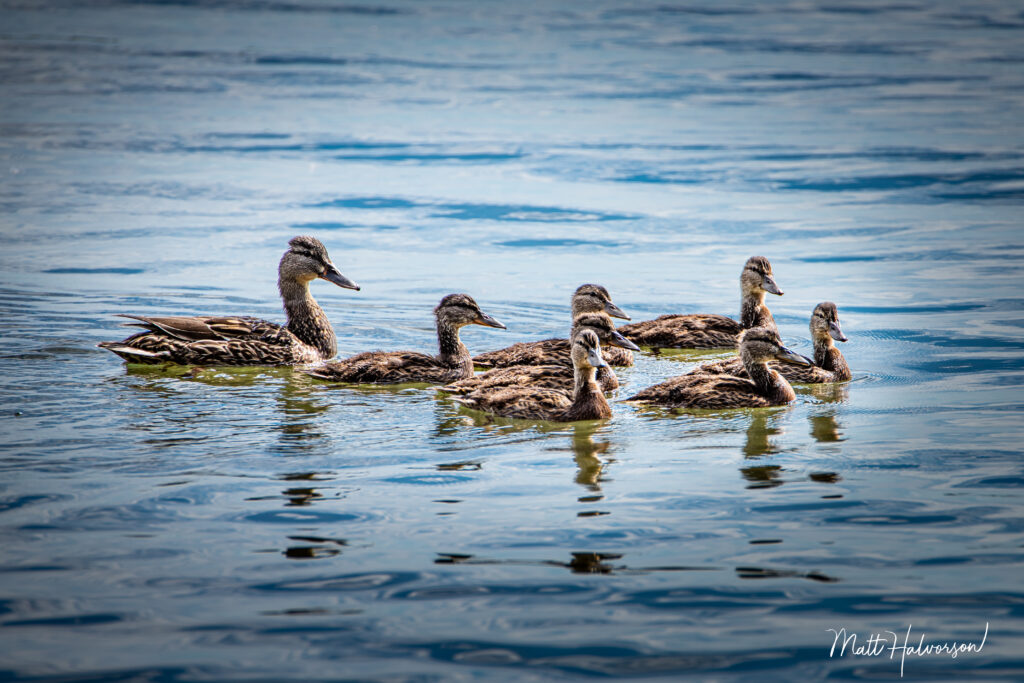 mallard duck and her juvenile ducklings