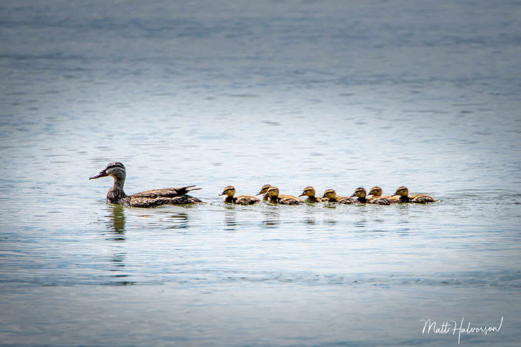 Ducklings following in a line behind Mama duck