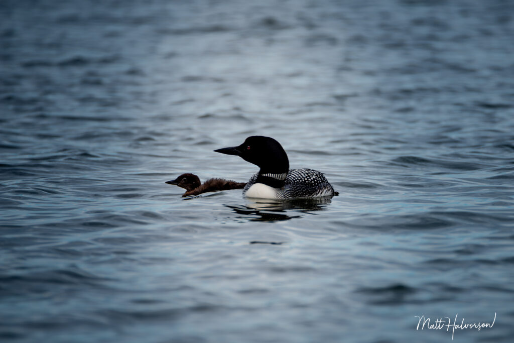 A loon and its fluffy baby chick